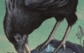 crow