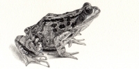 Emily Milne Wallis portfolio image
