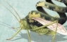 Spiral bug