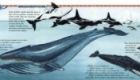Unfolding World, 'Whales & Dolphins' fold-out panorama