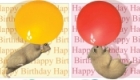 Hamster and balloons birthday cards