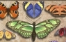 Butterfly collection