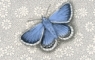 Chalkhill blue butterfly