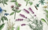 Various wild flowers
