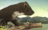 pinemartin in landscape