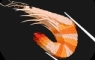 prawn created using layered coloured paper 135 gsm. Prawn length 13cm.