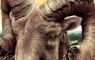 ram