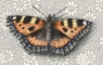 Small tortoiseshell