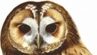 Animal Neighbours - Tawny Owl