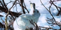 Arctic Hare