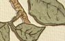 Pear Tree