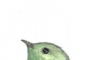 Two Birds