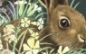 Rabbit in undergrowth