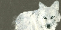 wolf for Fiona