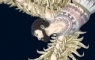 Icarus falling from the sky