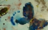 blue butterfly