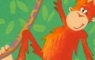 Orangutangs