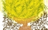 Golden Privet