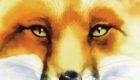 Red Fox painting - merchandise design for Redbubble