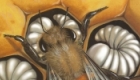 Life-Cycle of a Bee - one of a 16 book series for Wayland