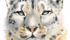Snow Leopard painting - merchandise design for Redbubble